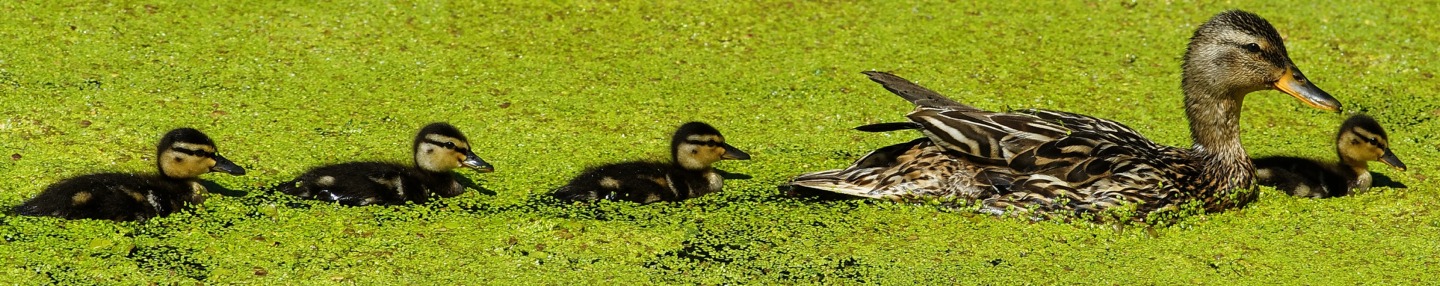 Wild duck with ducklings